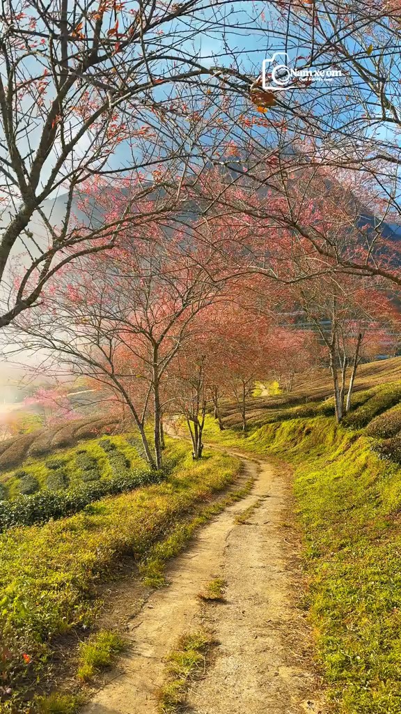 Mùa lá vàng Sapa kết thúc