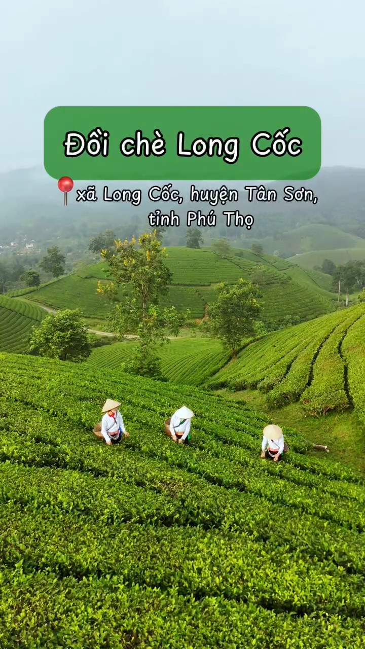 Đồi chè Long Cốc