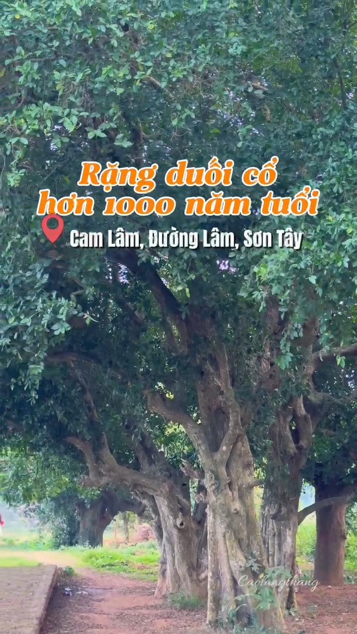 Rặng duối cổ 1000 năm tuổi ở Đường Lâm